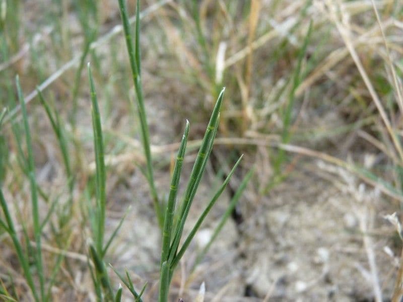 Hainardia cylindrica 5