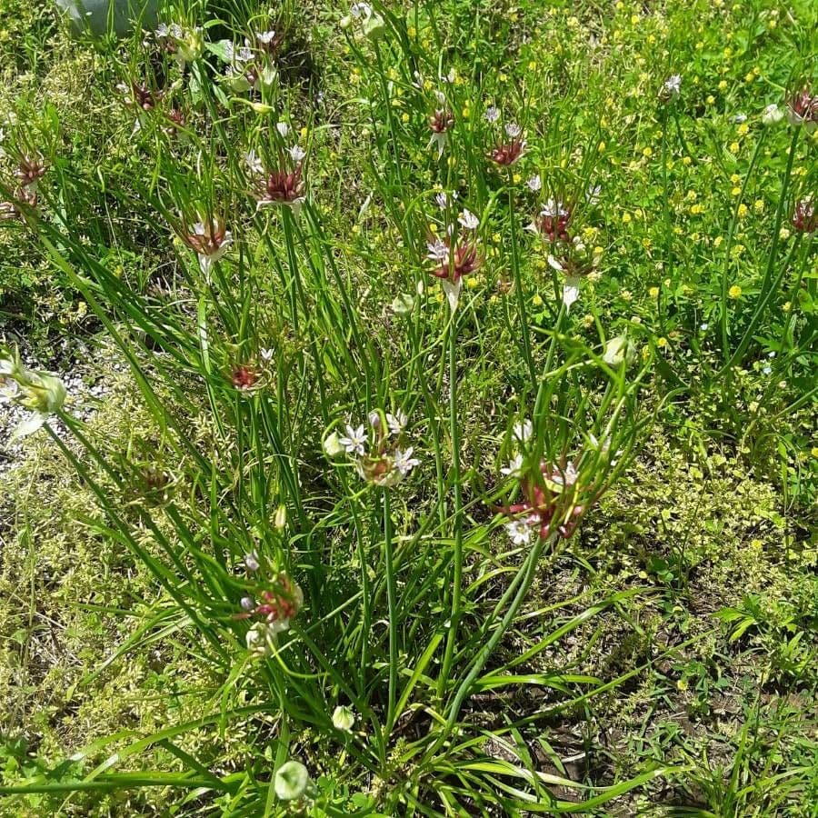 Cipolla del Canada 6