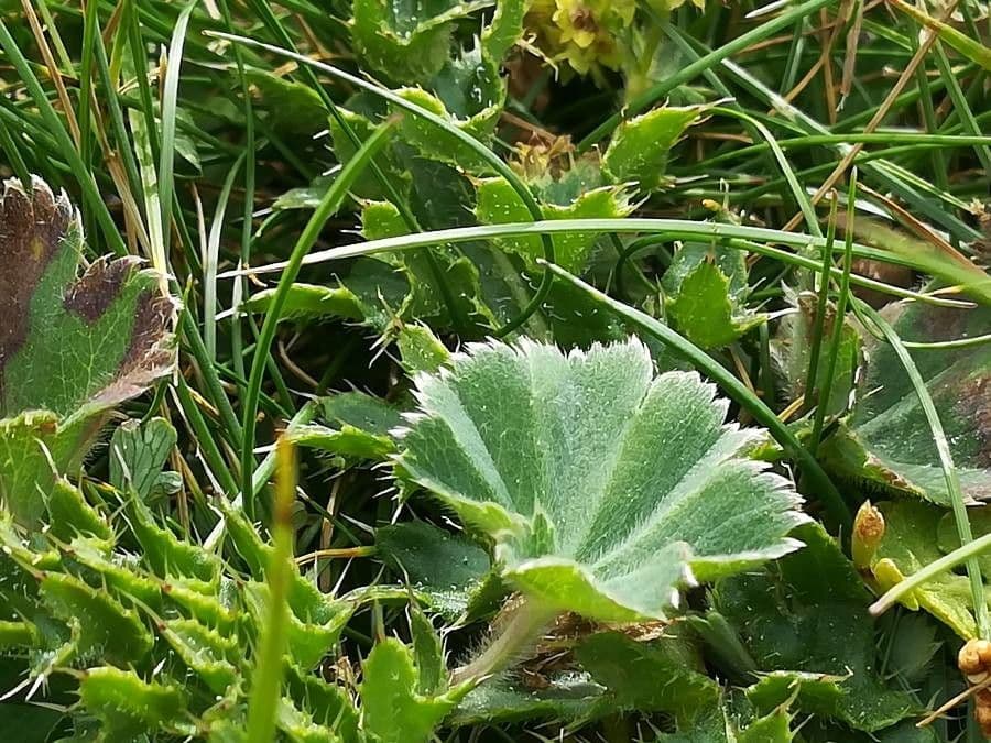 Alchemilla ibrida 4