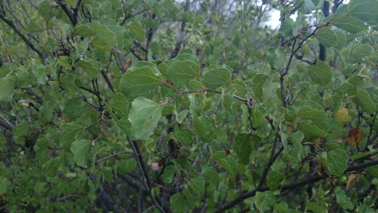 Bauhinia 8