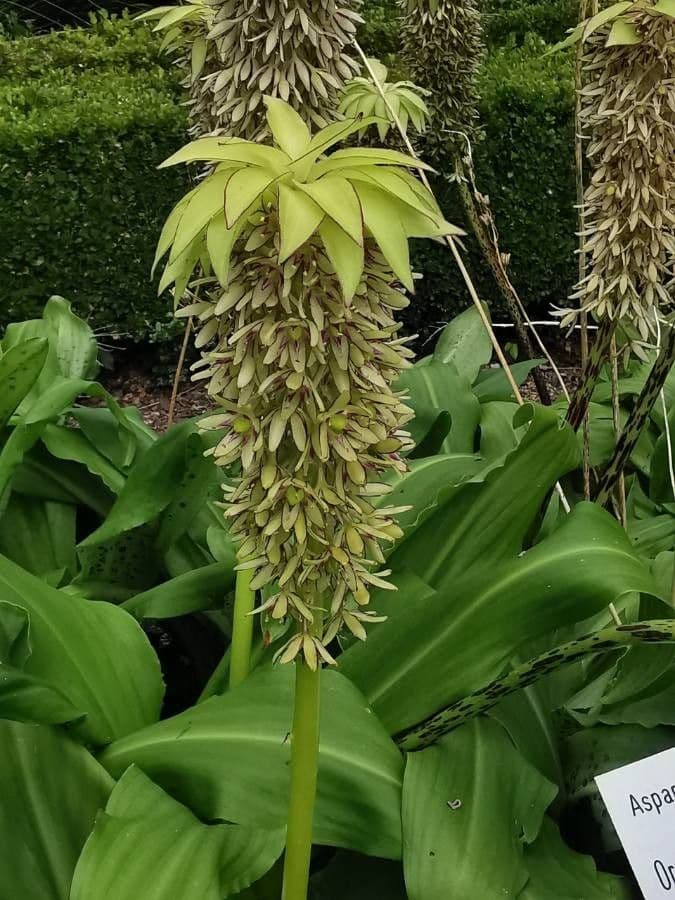 Eucomis 6