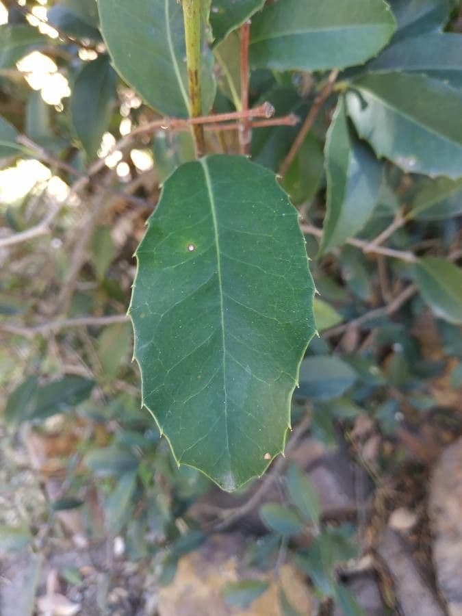 Ilex mitis 9