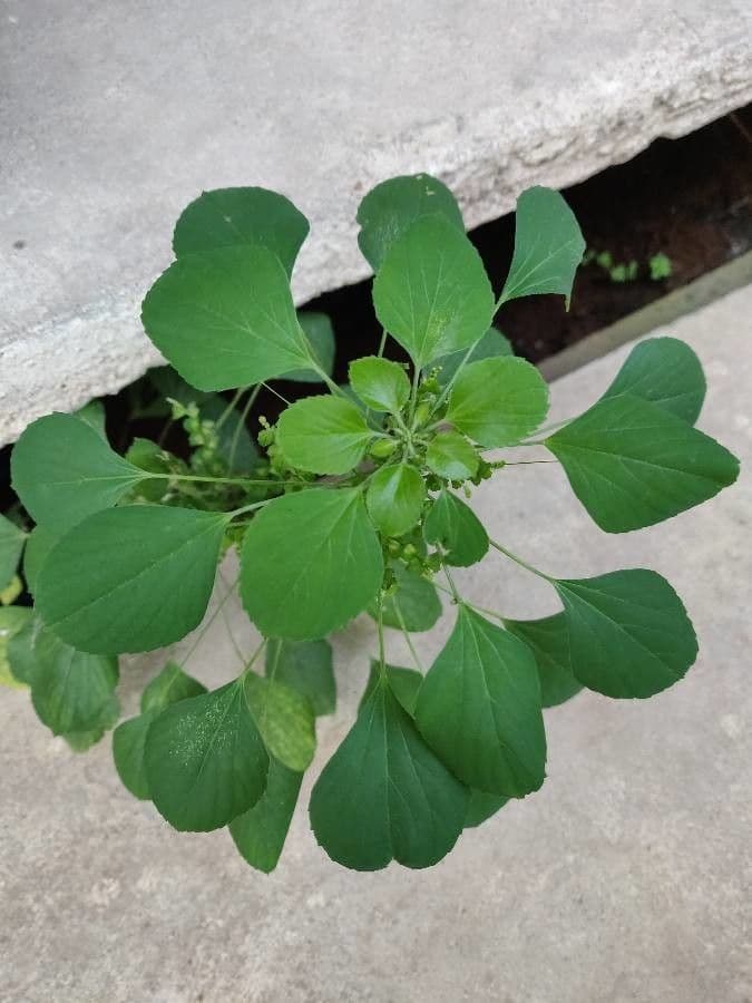 Acalypha a spiga grande 16