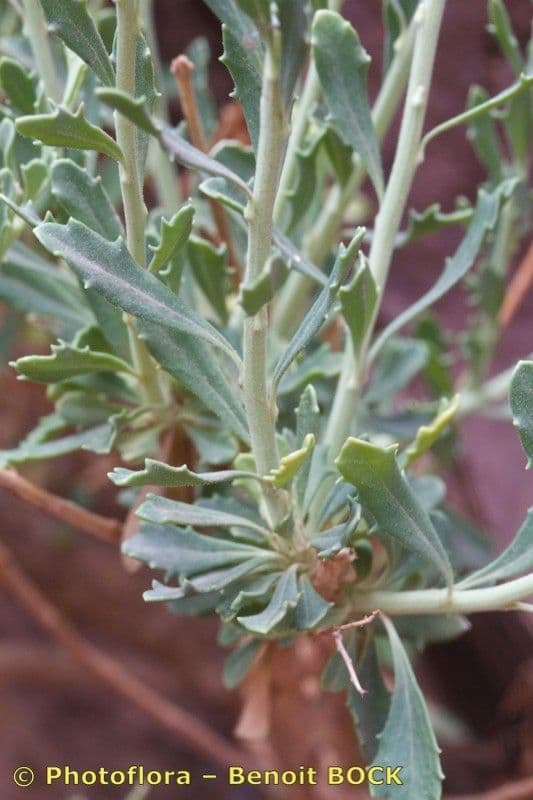 Anarrhinum 14