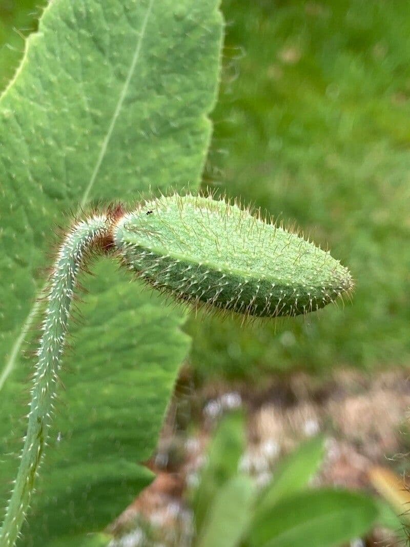 Papavero asiatico 13