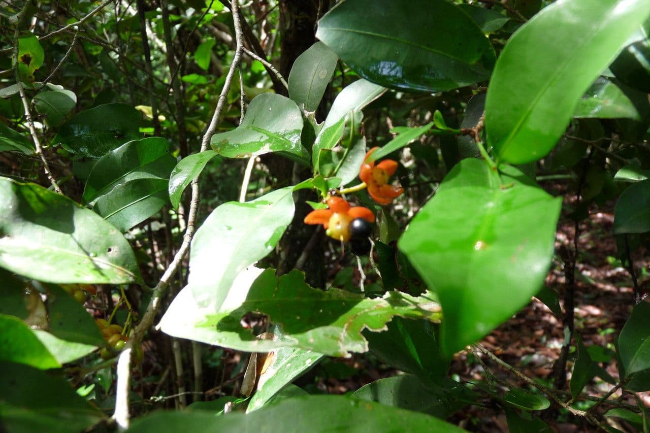 Ochna 14