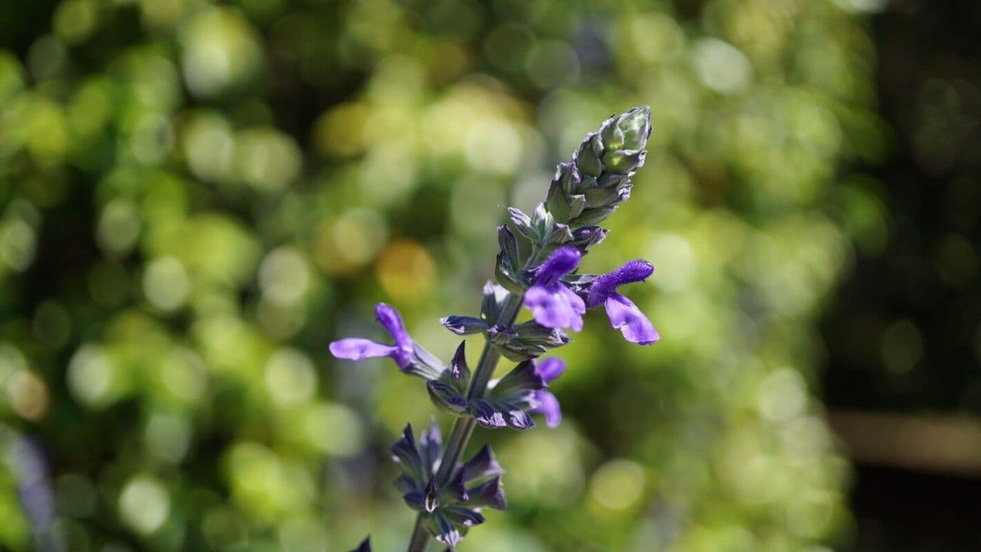 Salvia 2