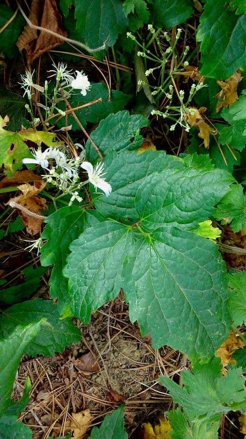 Clematide virginiana 19