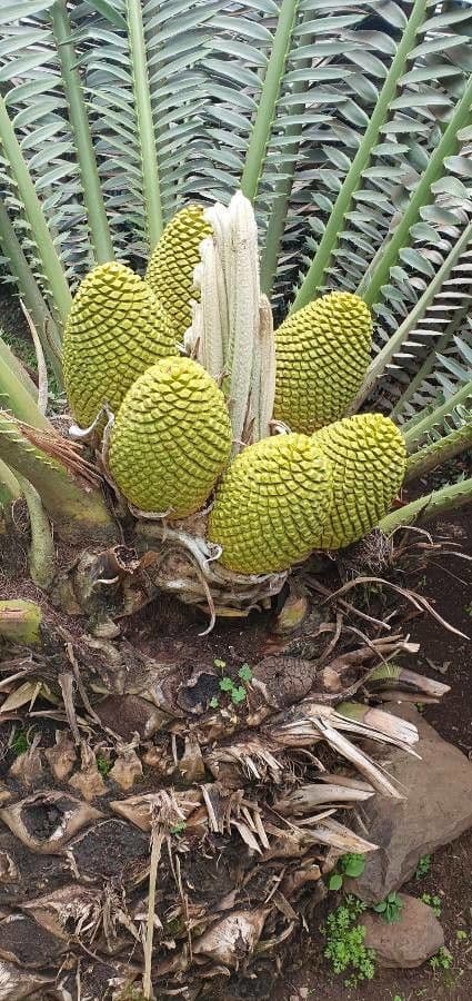 Encephalartos