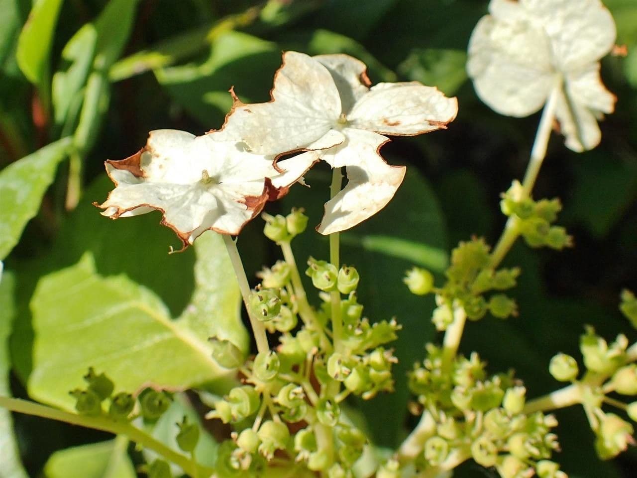 Hortenzie 10