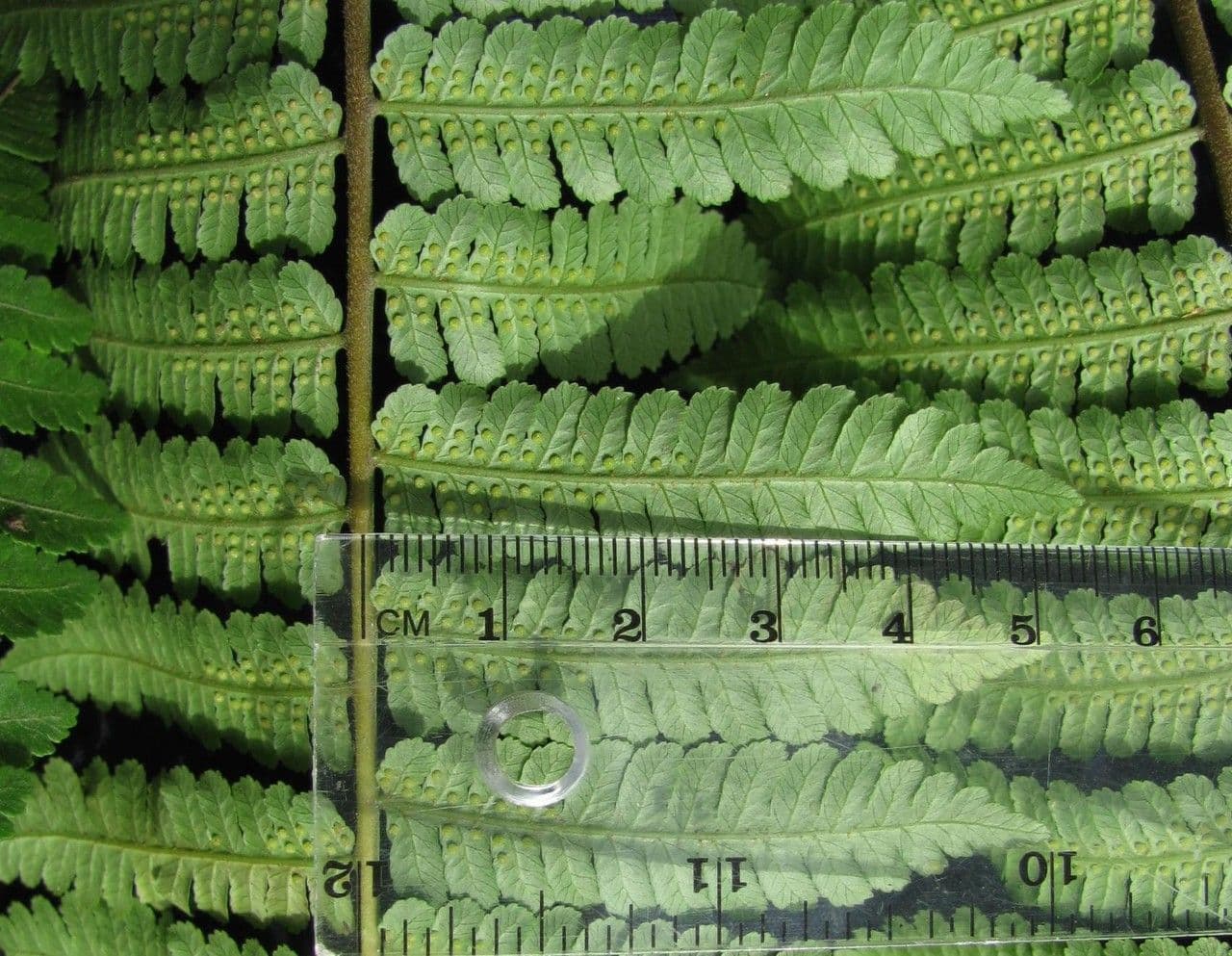 Cyathea multiflora 8