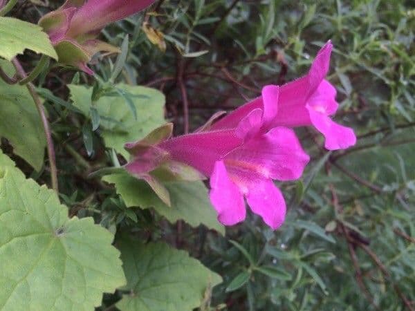 Lophospermum
