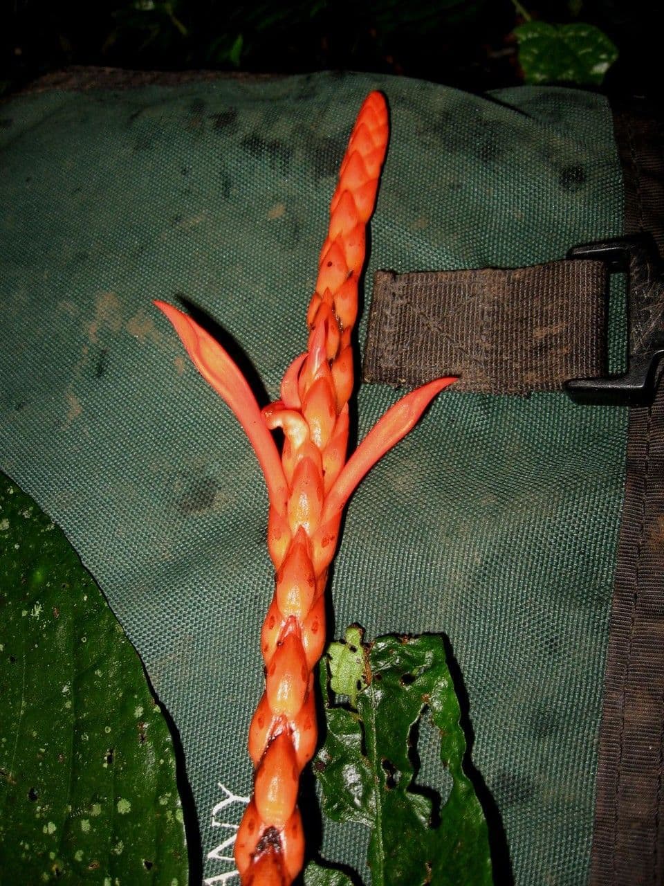 Aphelandra 6