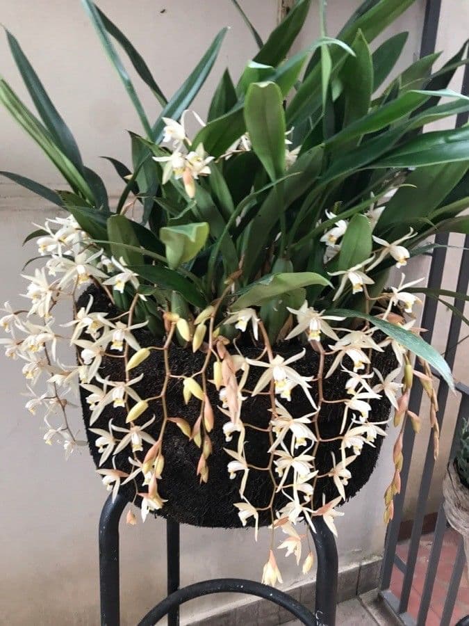 Coelogyne flaccida 5
