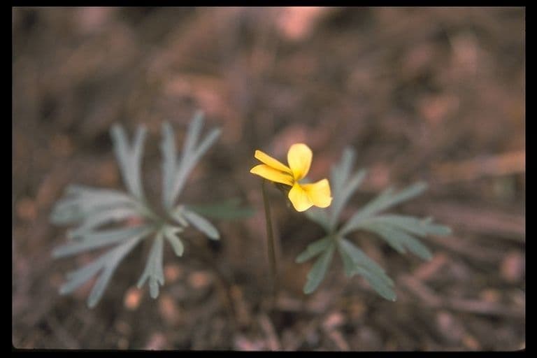 Viola di Shelton 7