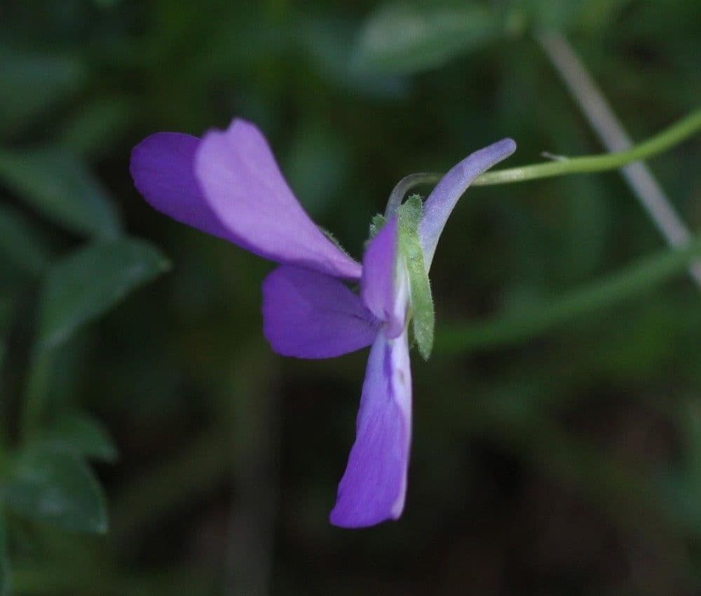 Viola 5