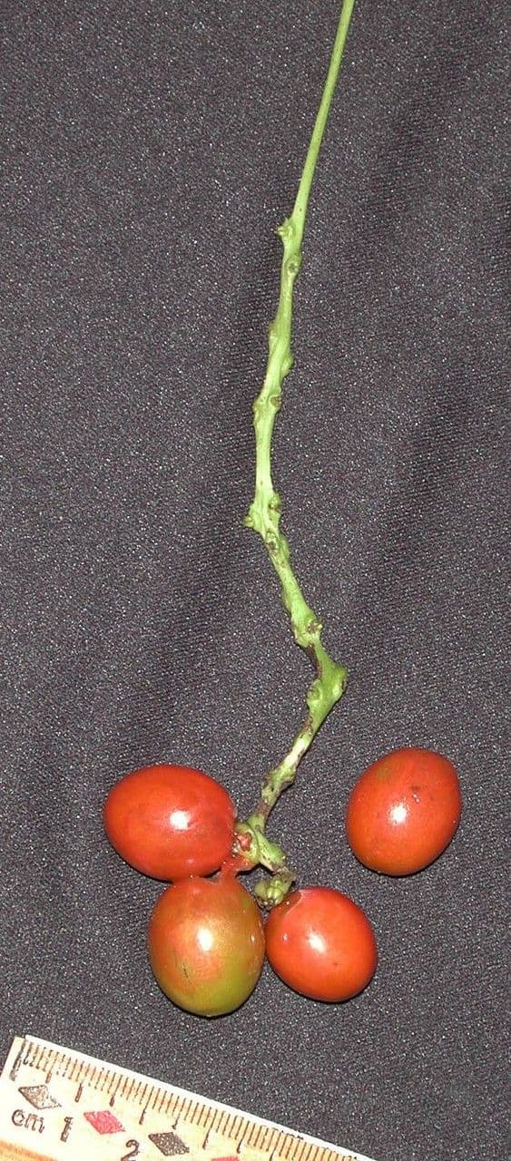 Disciphania