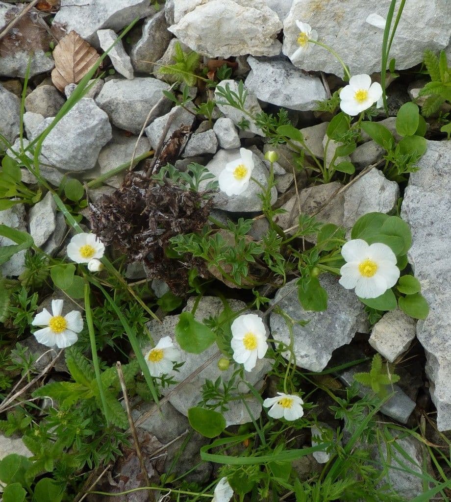 Ranuncolo di Sguier 12