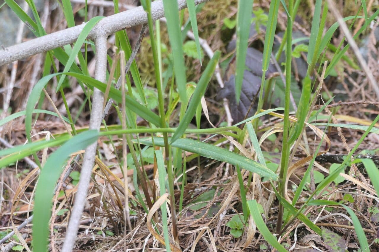 Elymus glaucus 10