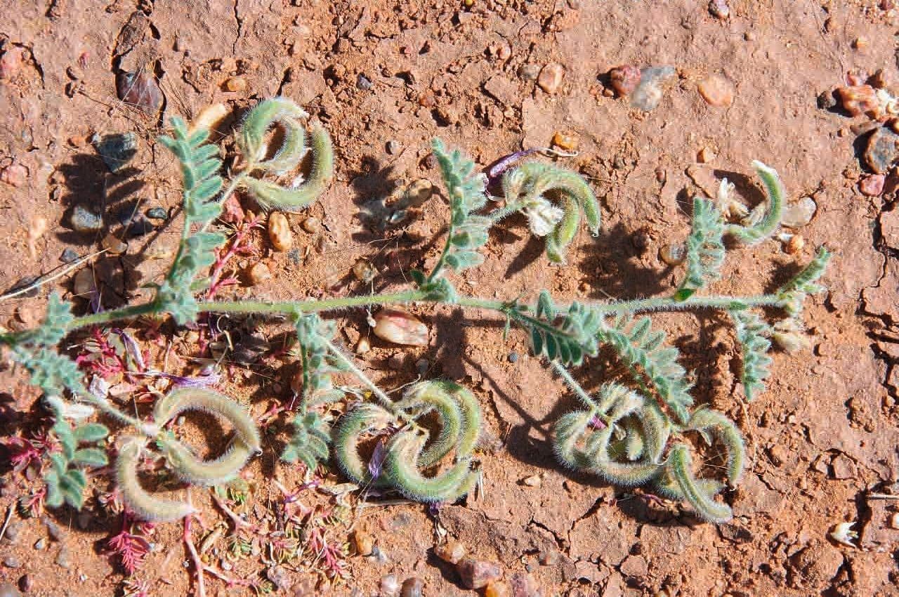 Astragalo 5