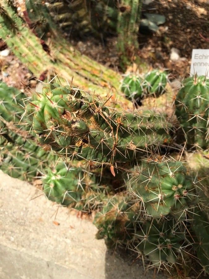 Cactus banana 17