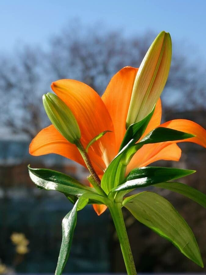 Lis orangé 19