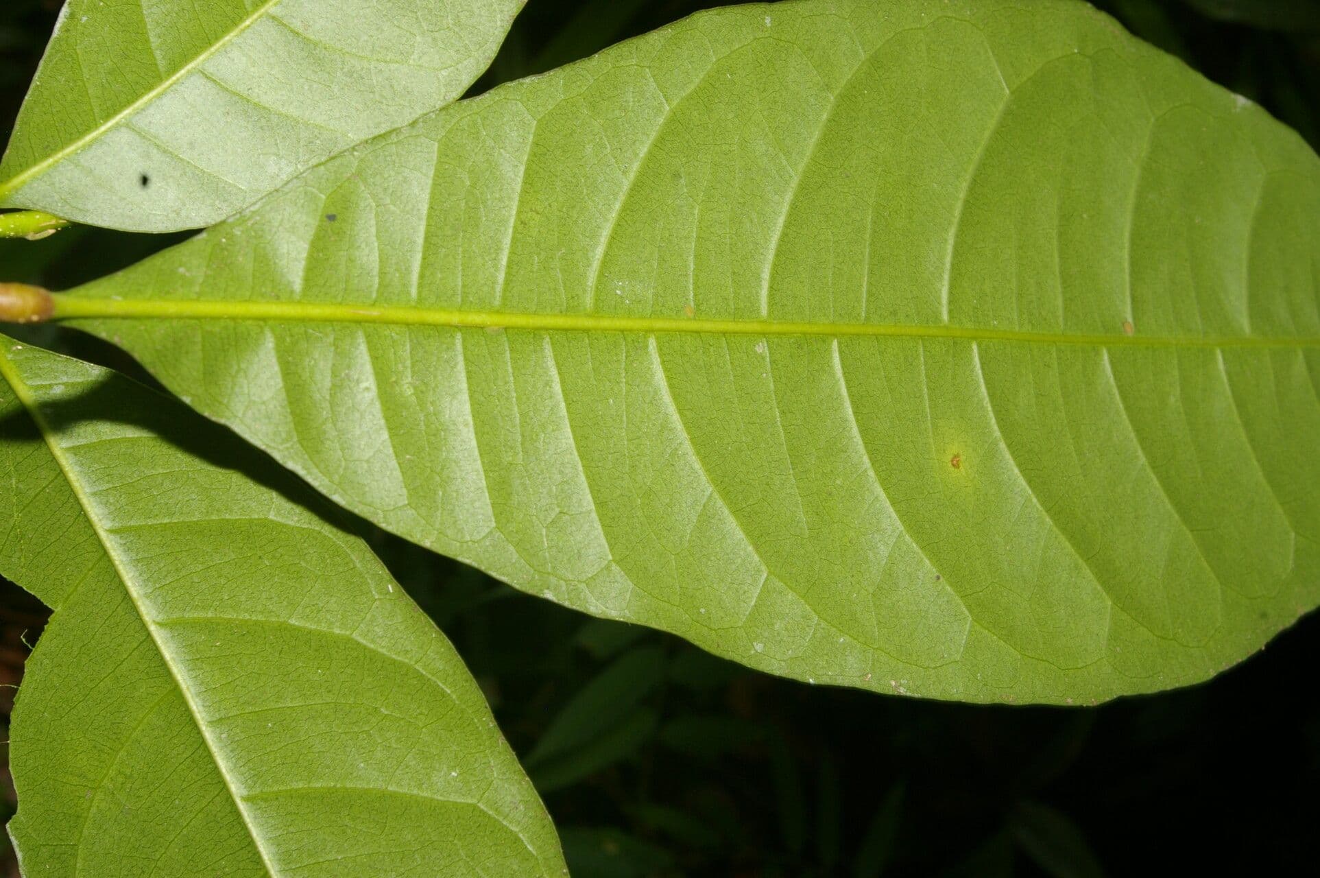 Conchocarpus 15