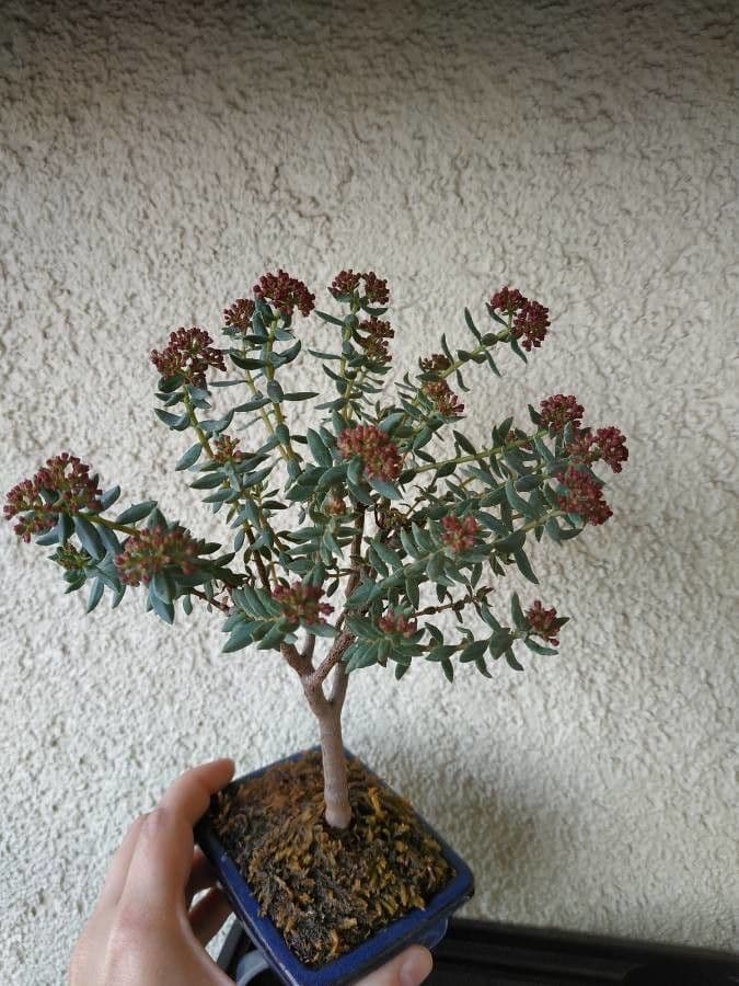 Crassula 13