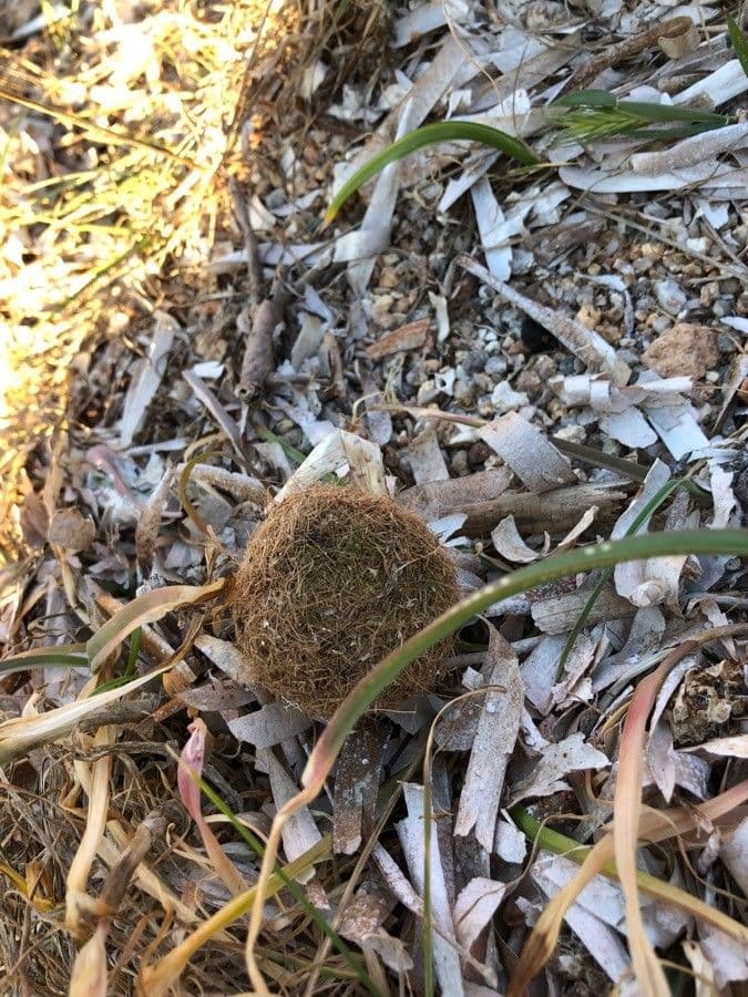 Posidonie mořská 25