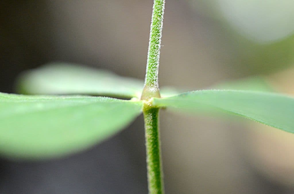 Silene stellata 16