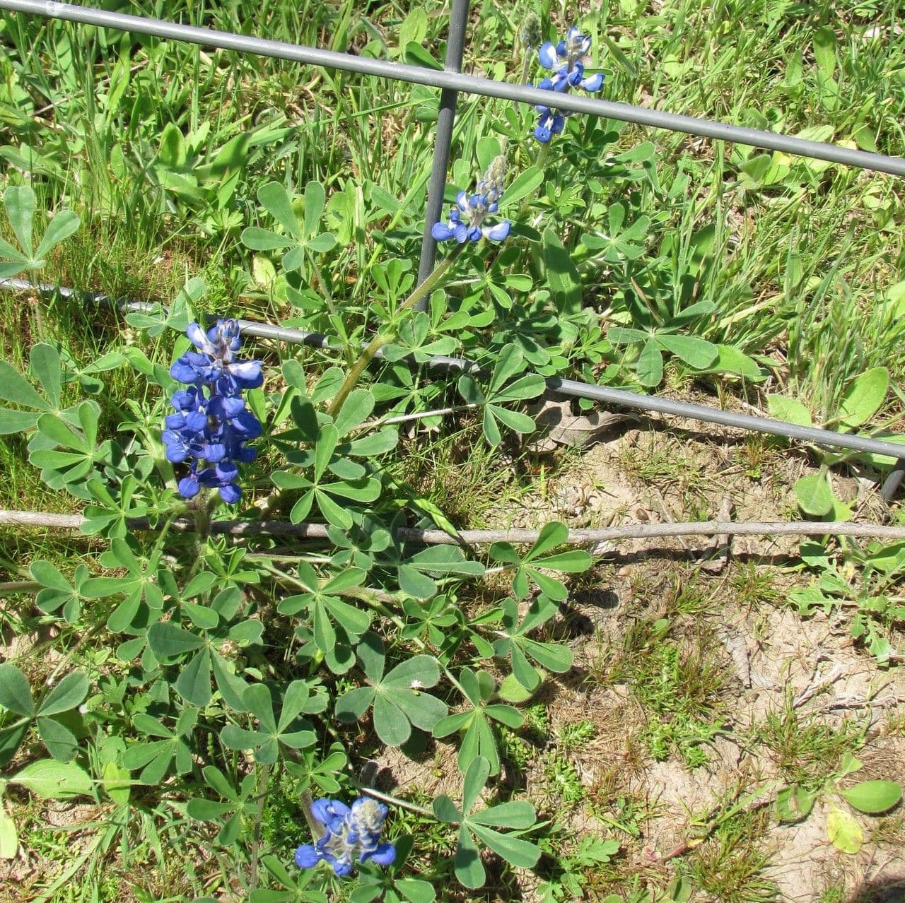 Texas-Blumenkappe 9