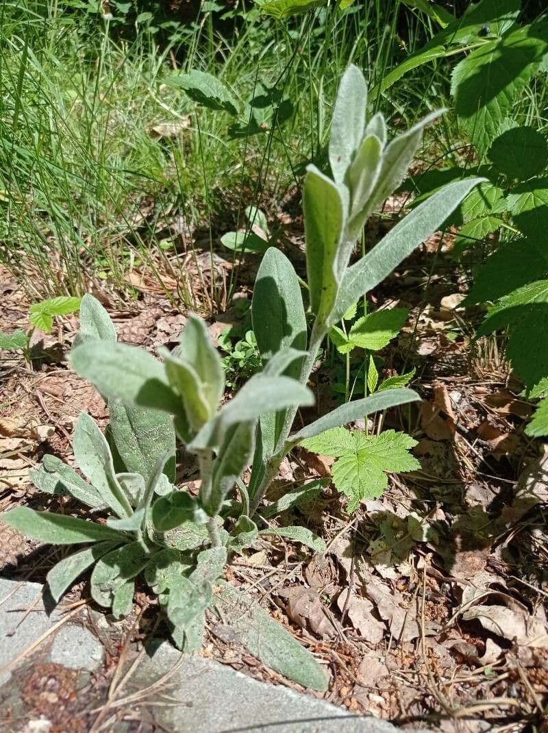 Silene coronaria 11