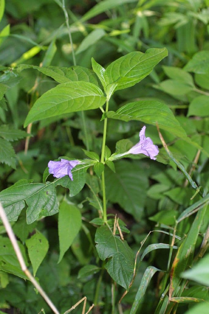 Ruellia 17
