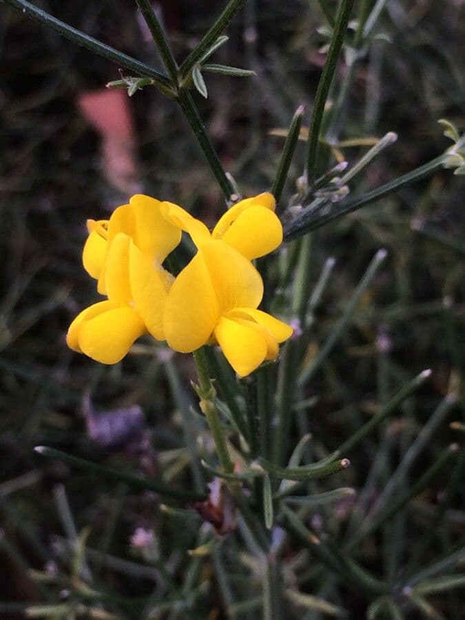Ginestra radiata 10