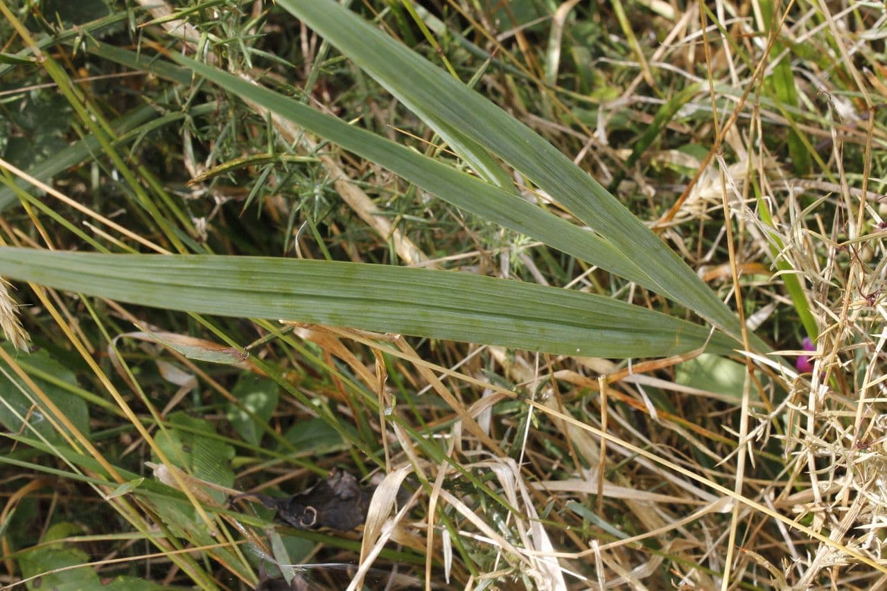 Illyrische Gladiole 15