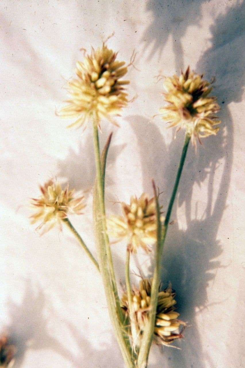 Erba lucciola comune 2