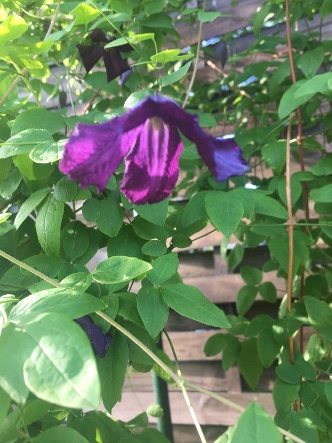 Einfache Clematis 17