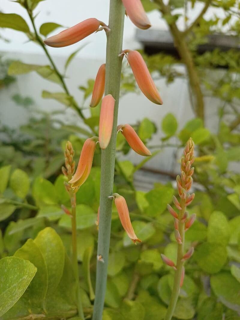 Echte Aloe