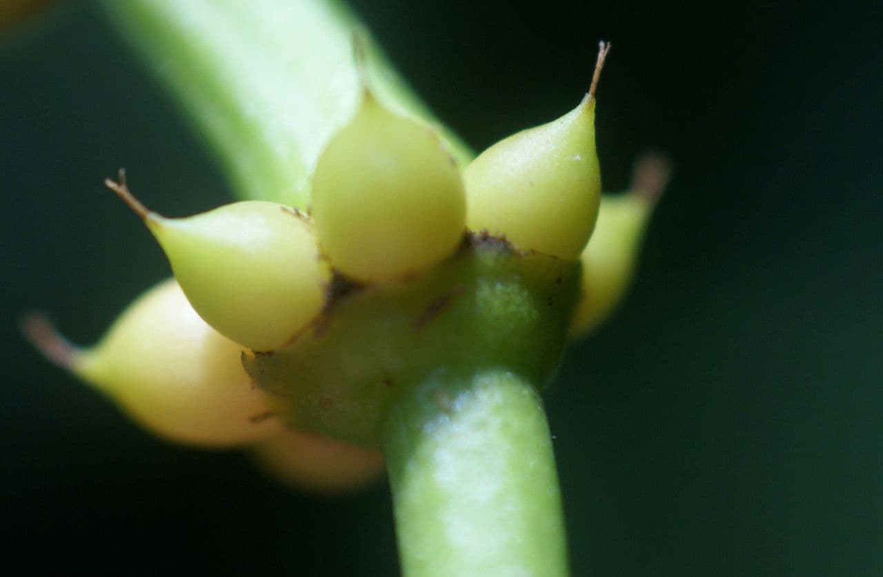 Gnetum gnemon 7