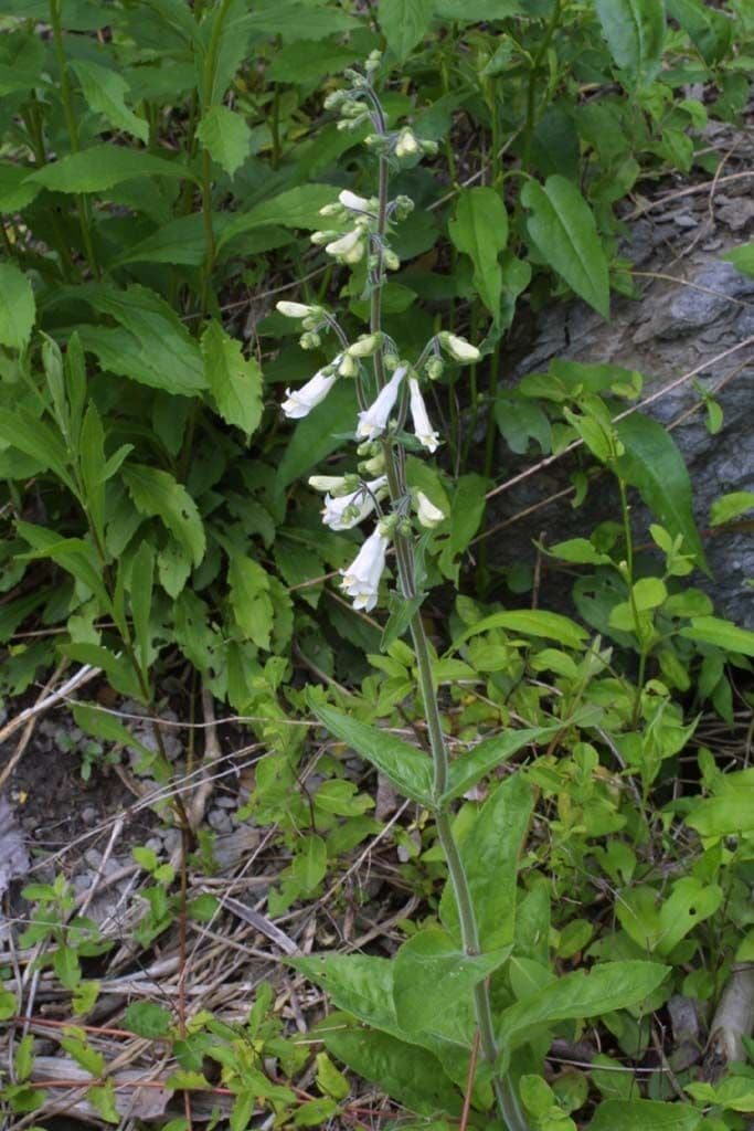 Penstemon 11