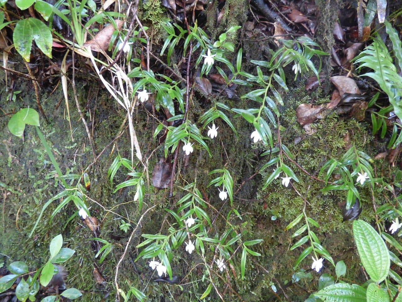 Angraecum 8