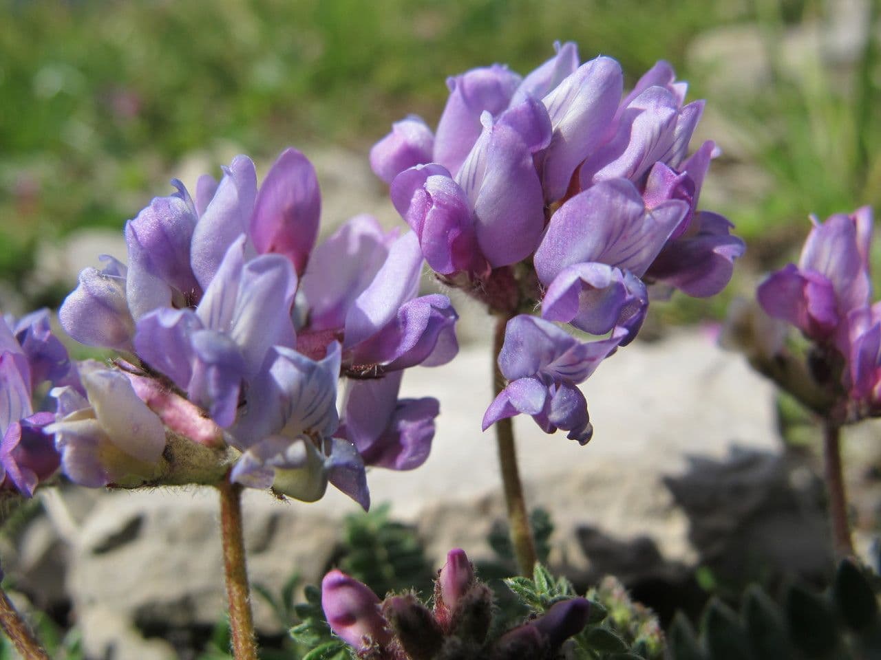 Falkenblume 5