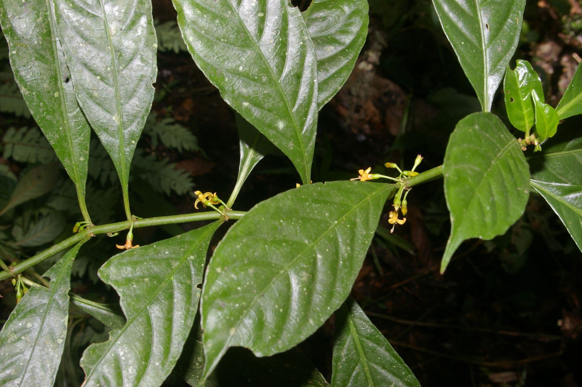 Hoffmannia 2