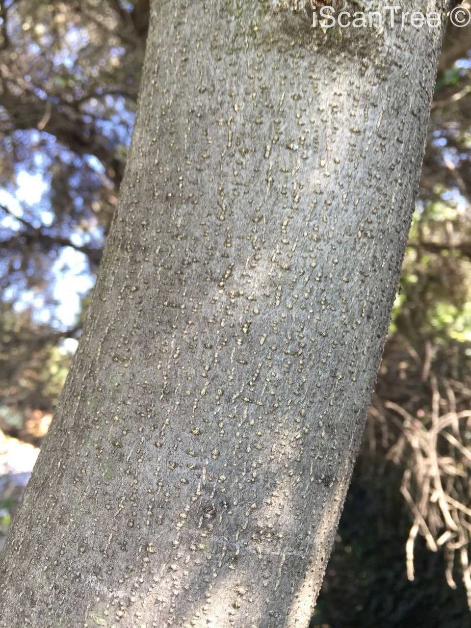Calodendrum 21