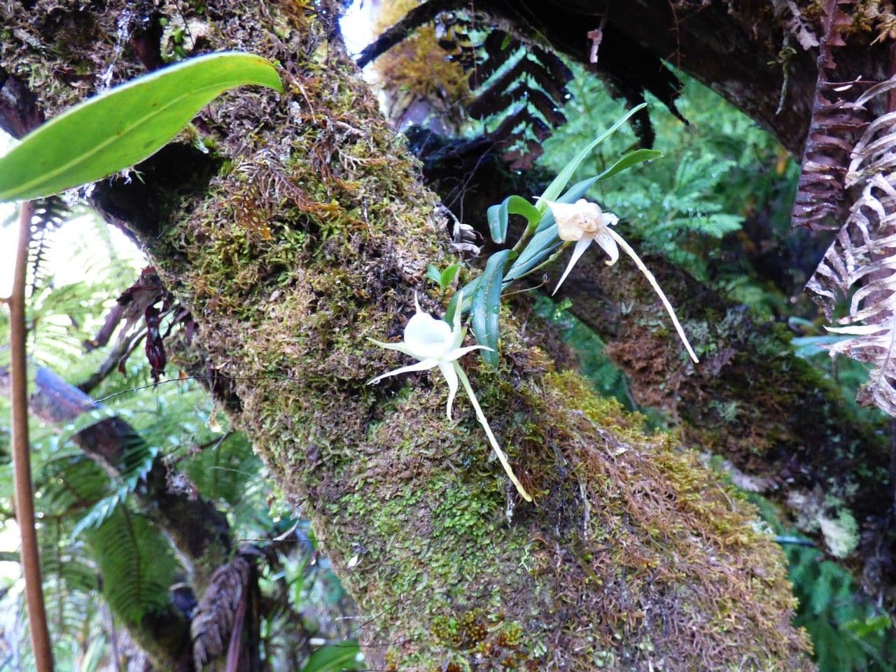 Orchidea 10