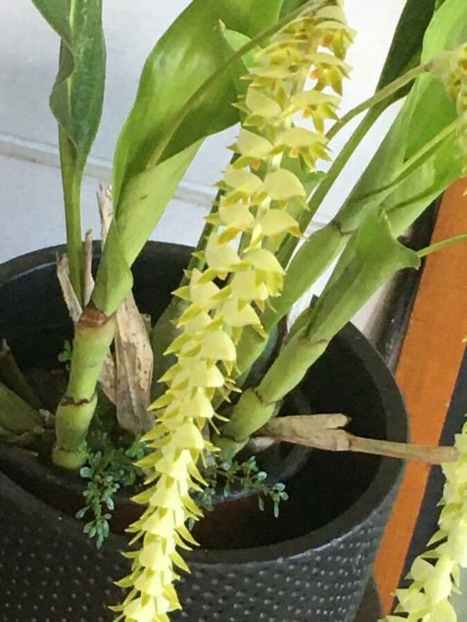 Orchidée queue de chat 3