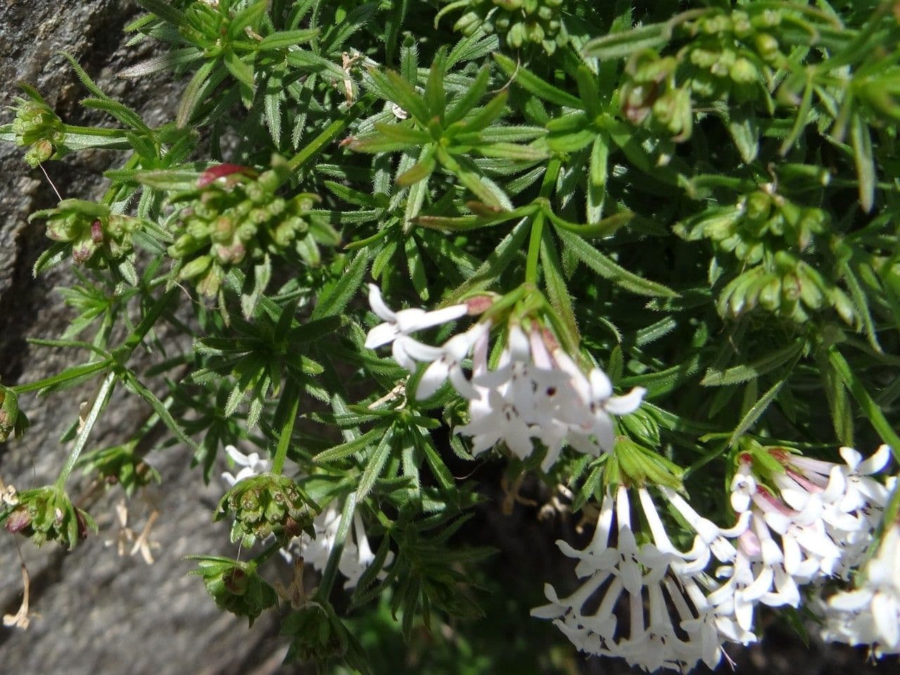 Asperula peluta 19