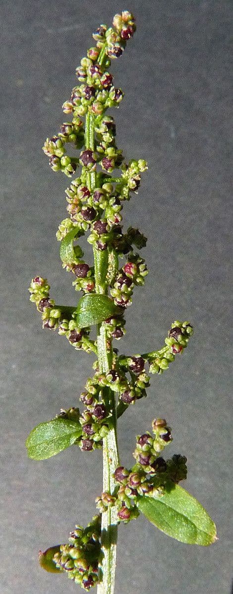 Chénopode polysperme 5