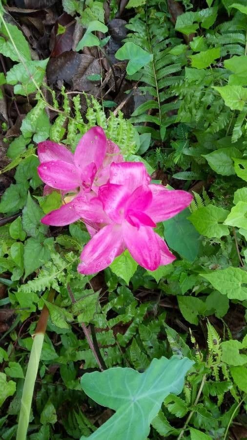 Curcuma aromatica 3