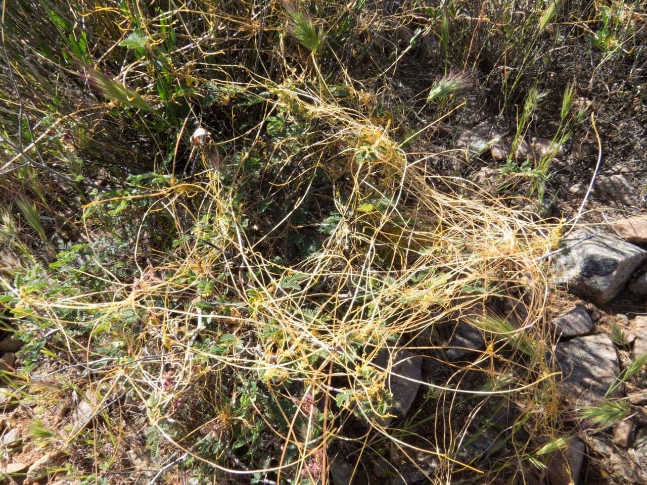 Cuscuta indecora 9